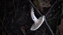 Pleurotus levis