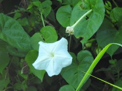 Ipomoea alba