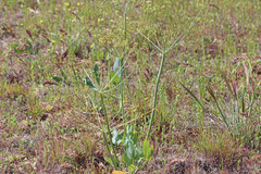 Lomatium nudicaule