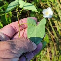 Calystegia sepium