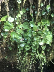 Hydrocotyle americana