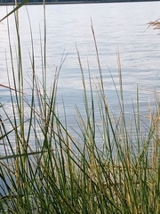 Sporobolus alterniflorus