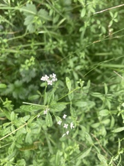 Galium palustre