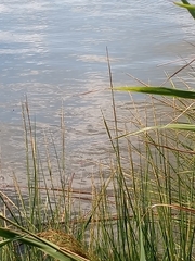 Sporobolus alterniflorus