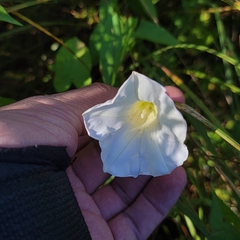 Calystegia sepium