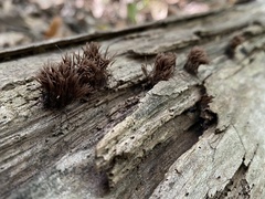 Stemonitis splendens