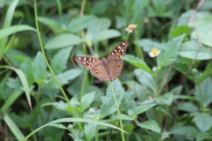 Junonia lemonias