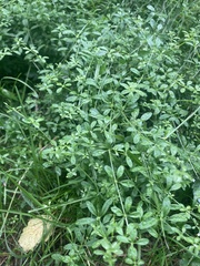 Galium palustre