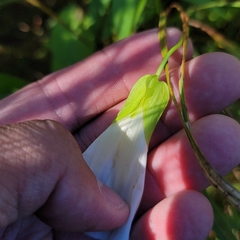 Calystegia sepium