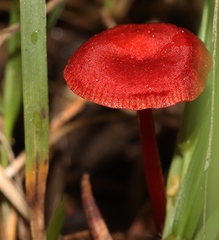 Cruentomycena viscidocruenta