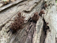 Stemonitis splendens