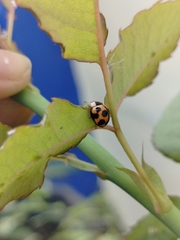 Coelophora inaequalis