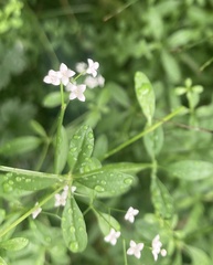 Galium palustre