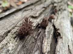 Stemonitis splendens