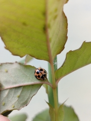 Coelophora inaequalis