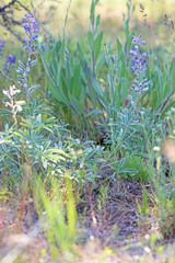 Lupinus argenteus argenteus