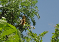 Heraclides ornythion