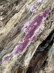 Phlebiopsis crassa