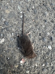 Sorex vagrans