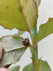 Coelophora inaequalis