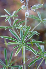 Lupinus argenteus argenteus