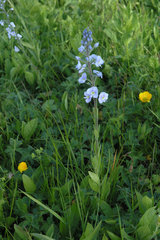 Veronica gentianoides