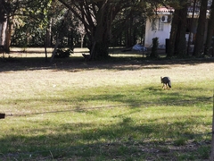 Lycalopex gymnocercus