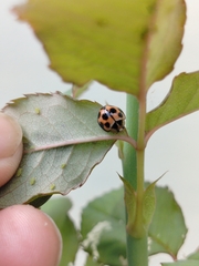 Coelophora inaequalis