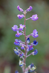 Lupinus argenteus argenteus