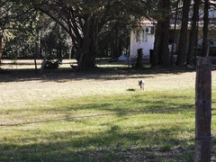 Lycalopex gymnocercus