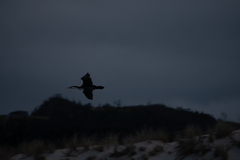 Phalacrocorax varius