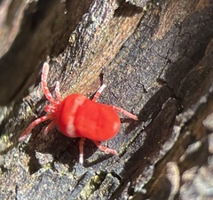 Microtrombidiidae