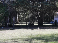 Lycalopex gymnocercus