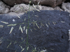 Poaceae