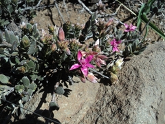 Krameria cistoidea
