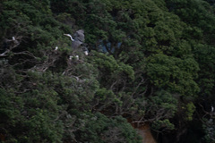 Phalacrocorax varius