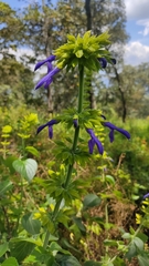 Salvia mexicana
