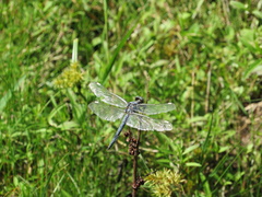 Libellula comanche