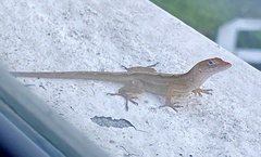 Anolis sagrei