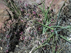 Krameria cistoidea