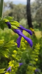 Salvia mexicana