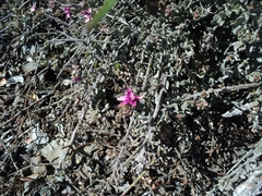 Krameria cistoidea