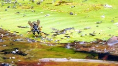 Vespula vidua