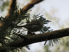 Pachycephala pectoralis