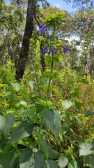 Salvia mexicana