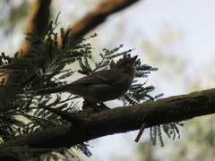 Pachycephala pectoralis