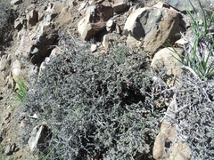 Krameria cistoidea