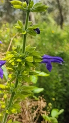 Salvia mexicana