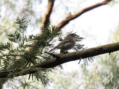 Pachycephala pectoralis