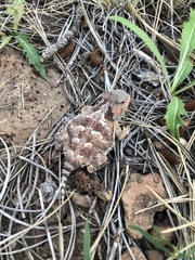 Phrynosoma hernandesi